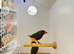 X3 Gouldian Finch Pairs For Sale