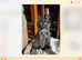 TICA reg, gorgeous kittens