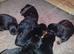 Stunning kc registered German bred rottweiler puppies