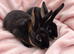 Pair of mini rex babies