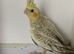 Baby Cockatiel&rsquo;s