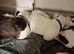 Staffy x stunning white pups