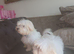 Maltese puppy