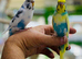 Budgies