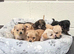 7 King Charles puppy’s