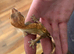Different reptiles for sale