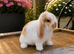 Minilop bunnies- Updated(02/08/26)