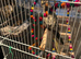 Baby cockatiel for sale