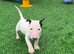 Stunning English bull terrier puppies for sale