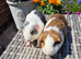 Beautiful Young Adult Sows
