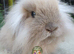 Baby lion lop girl