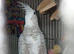Zazu the cockatiel
