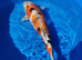18 inch koi for sale