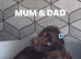 Working cocker spaniel puppy&rsquo;s
