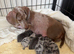 Lovely litter jackhunds