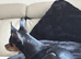 Russian toy terrier, two boys puppies