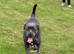 PROVEN CANE CORSO STUD AVAILABLE