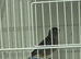 Canary hen