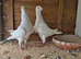 Pigeons