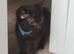 black kittens ready for forever homes