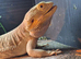Bearded dragon and set up