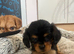 Cavalier King Charles x cava poo ready now