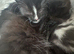 Beautiful kittens looking for new homes