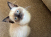 Toffee, Seal Mitted Ragdoll.