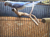 Proven Violet Cleartail Ringneck male