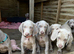 Long & short Weimaraners