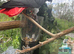 Beautiful Tame African Grey Parrot – Looking for a Loving Home