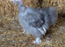 Pair very rare USA Mottled Showgirl Silkies