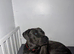 2 year old male needs new home