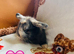 Baby mini lops