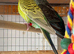 Young budgie