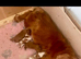 KC reg Champion Bloodline Cavalier King Charles Spaniel Puppies