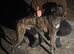 Saluki collie greyhound