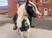 Piebald gypsy cob great family pony