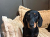 Tiny KC registered Mini dachshund girl
