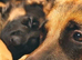 Labrador x German Shepard boy puppy
