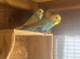 3 Budgies, 2 cocks and one hen £70 for all 3 or £30 per bird