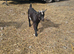 Two pygmy goat kids