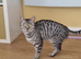 3 year old Bengal female