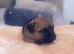 3 border terrier puppies