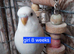 Budgies for sale