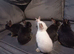Netherland dwarf rabbits