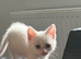 Full white male kitten