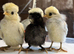 Beautiful polish and barbu d,uccle chicks available