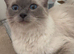 Ragdoll cat