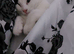 Two kittens, one male and one female, mixed breed.